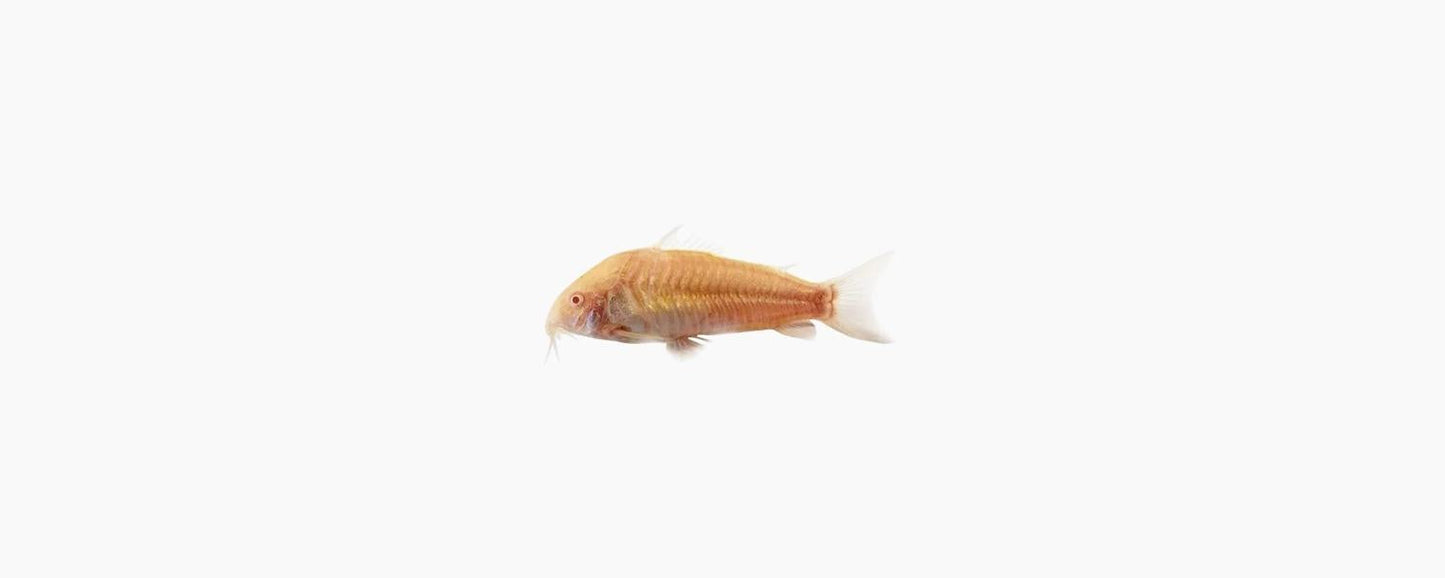 Albino Corydoras Catfish - N8 Aquatics