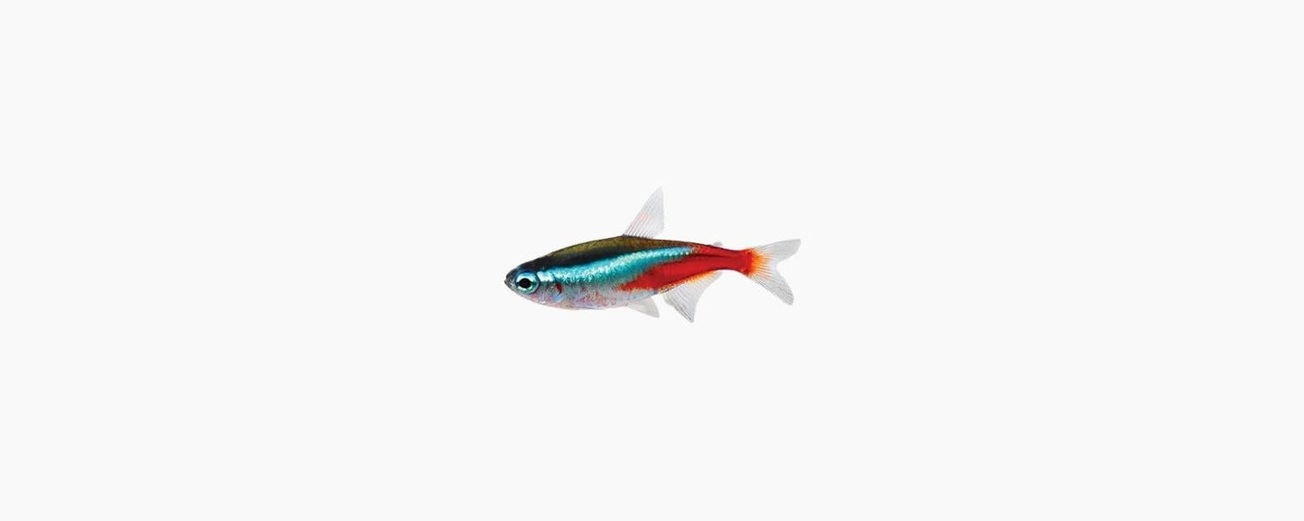 Neon Tetra - N8 Aquatics
