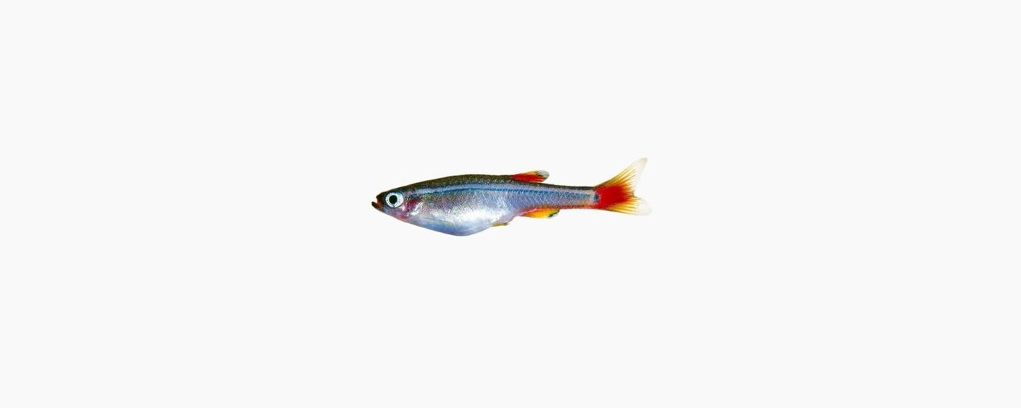 White Cloud Mountain Minnow - N8 Aquatics