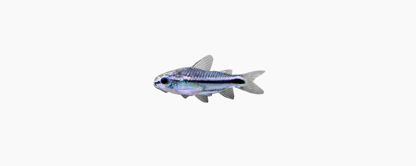 Corydoras Pygmaeus Catfish - N8 Aquatics