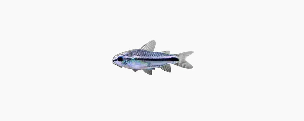 Corydoras Pygmaeus Catfish - N8 Aquatics