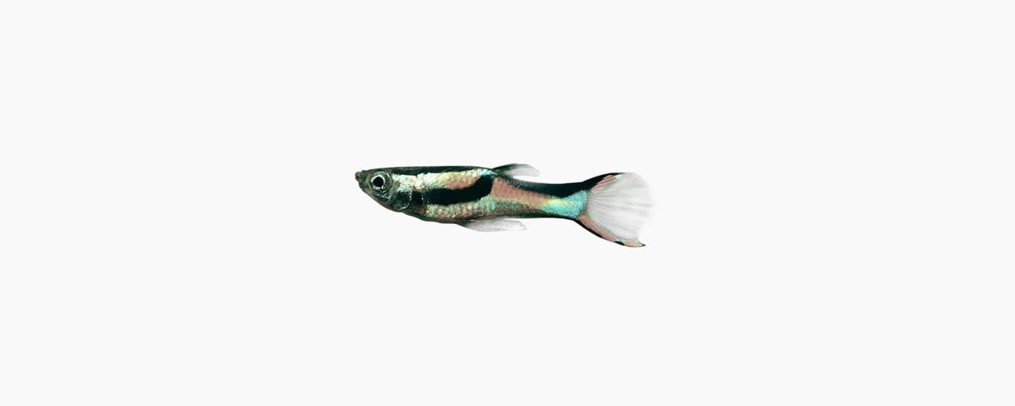 Endler Guppy - Assorted Female - N8 Aquatics