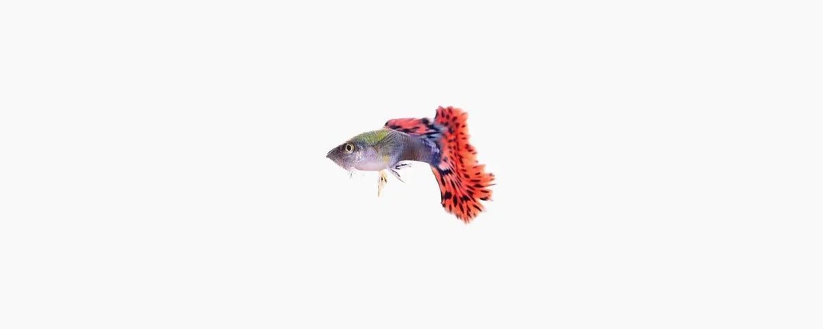 Guppy - Male - N8 Aquatics