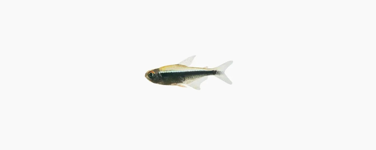 Black Neon Tetra - N8 Aquatics