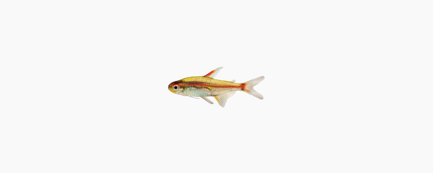 Glowlight Tetra - N8 Aquatics