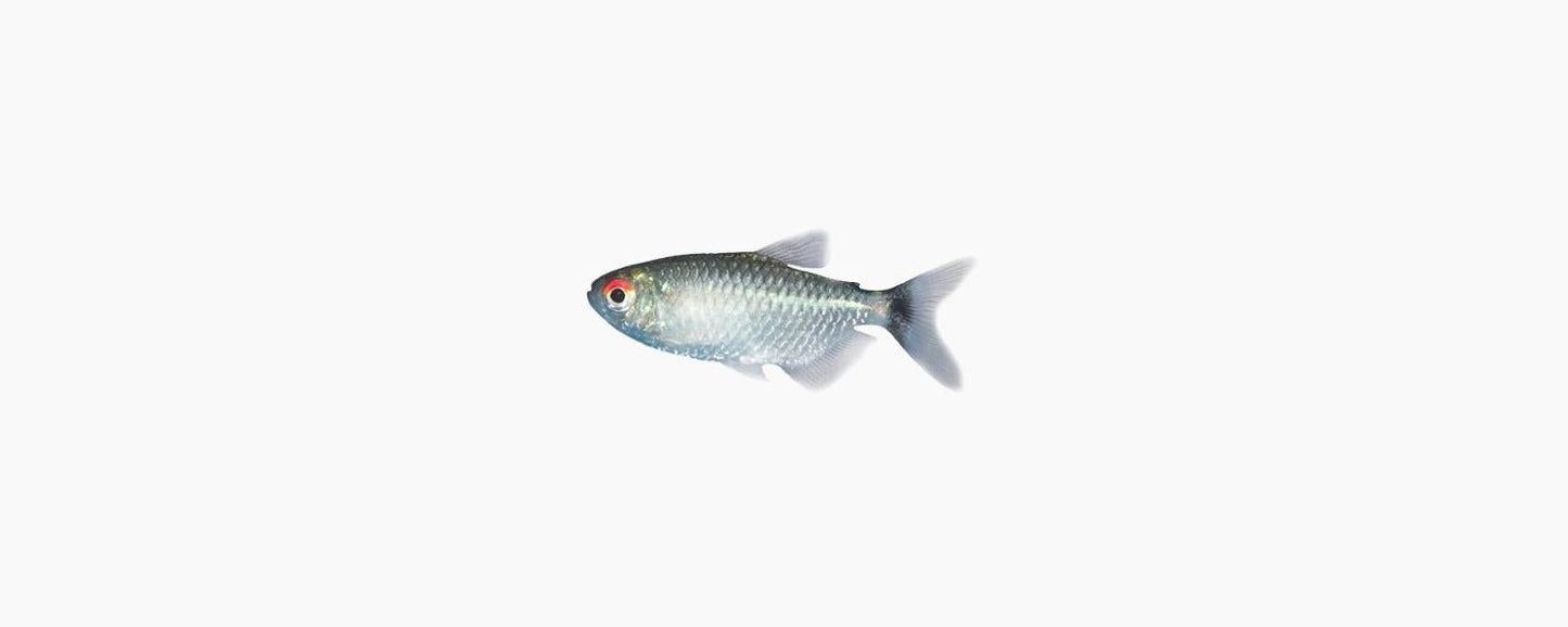 Lampeye Tetra - N8 Aquatics