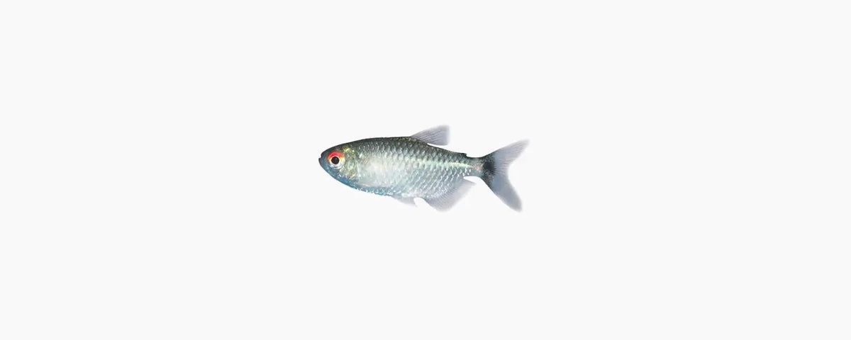 Lampeye Tetra - N8 Aquatics