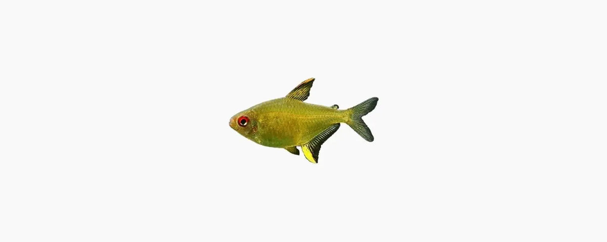 Lemon Tetra 3cm - N8 Aquatics