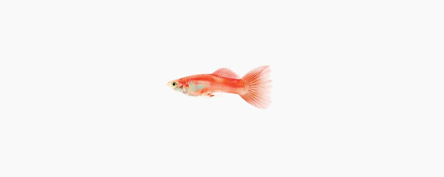 Male Red Blonde Guppy - N8 Aquatics