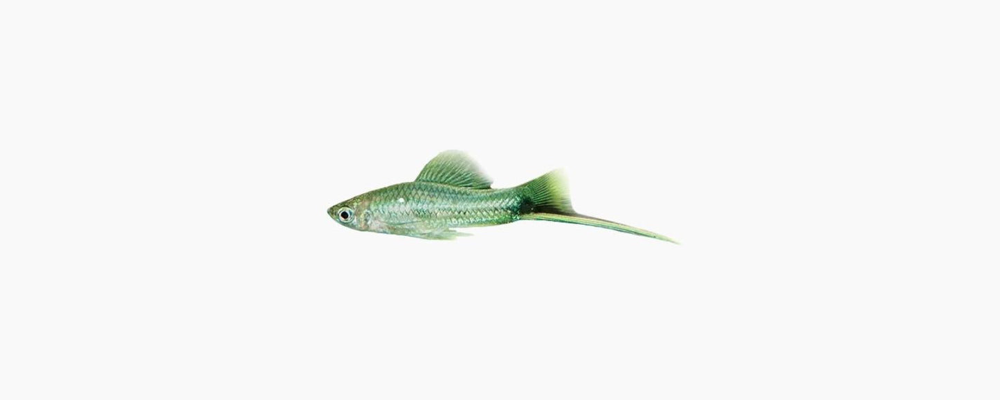 Green Swordtail - N8 Aquatics