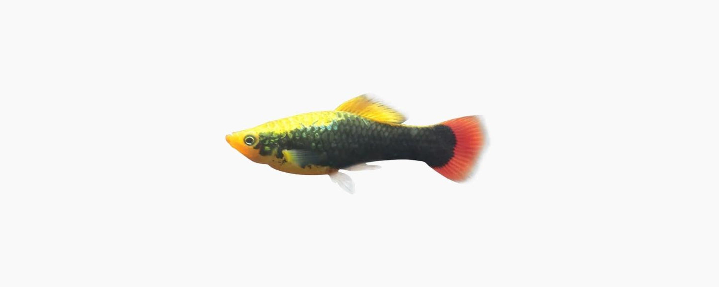 Variatus Platy - N8 Aquatics