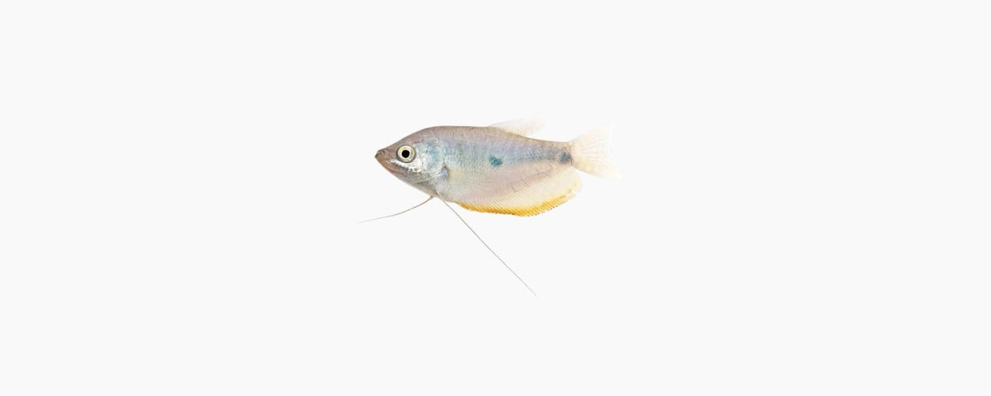 3-Spot Gourami - N8 Aquatics