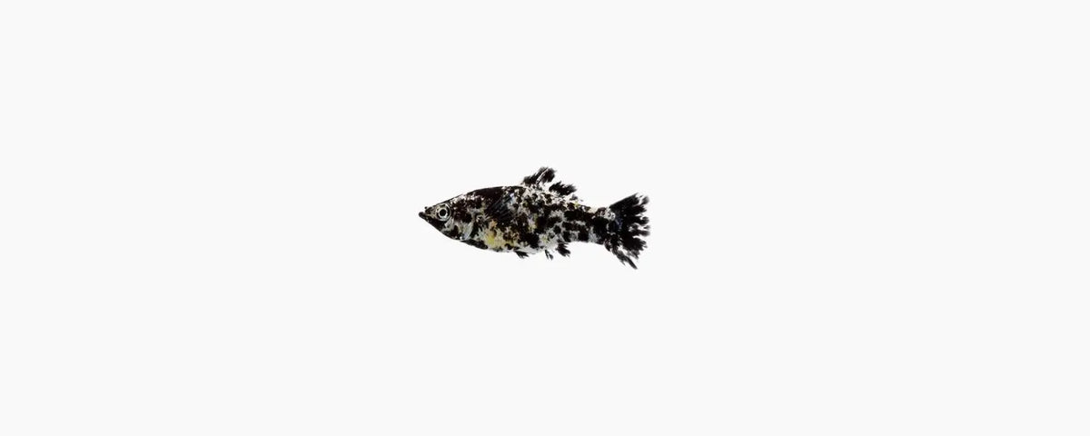 Dalmatian Molly - N8 Aquatics