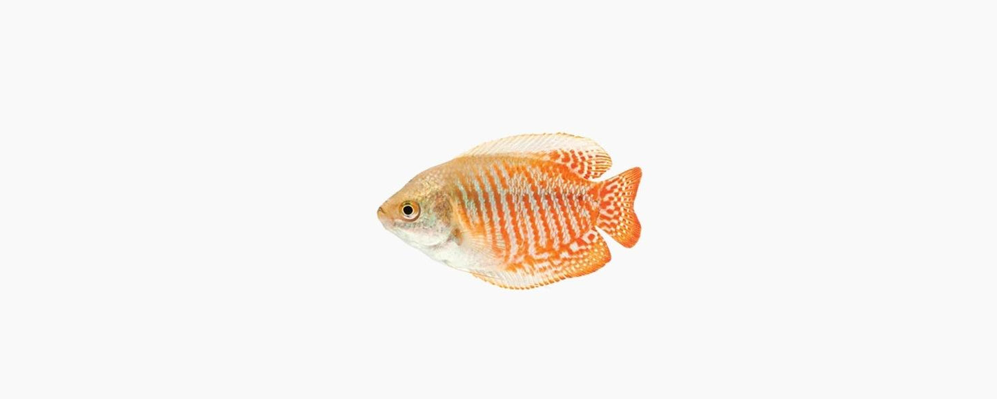 Dwarf Assorted Gourami - N8 Aquatics