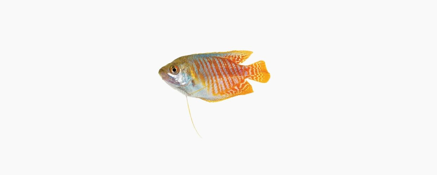 Dwarf Blue Neon Gourami - N8 Aquatics