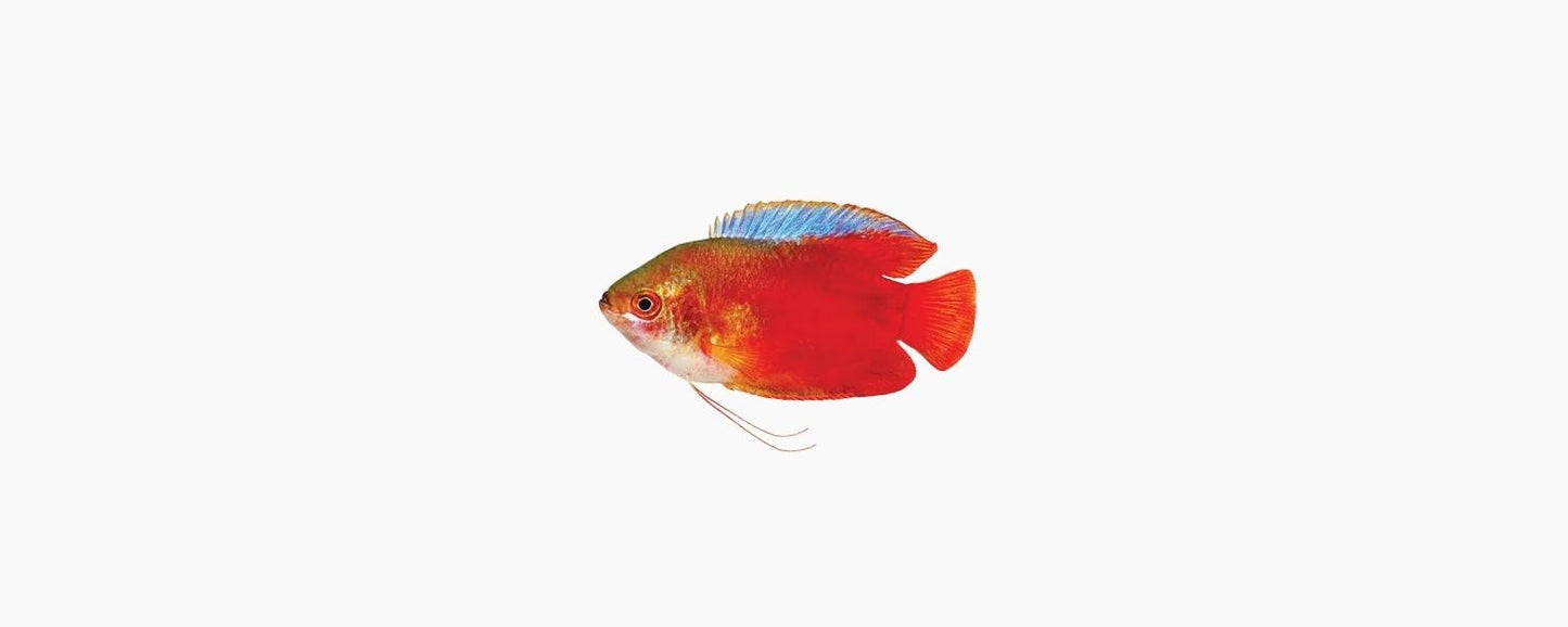 Dwarf Red Flame Gourami - N8 Aquatics