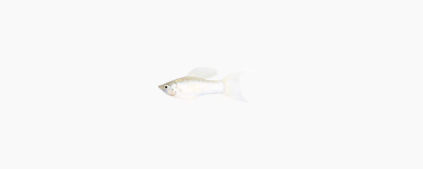 Lyretail Silver Molly - N8 Aquatics