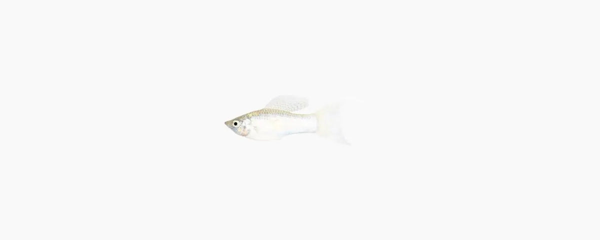 Lyretail Silver Molly - N8 Aquatics