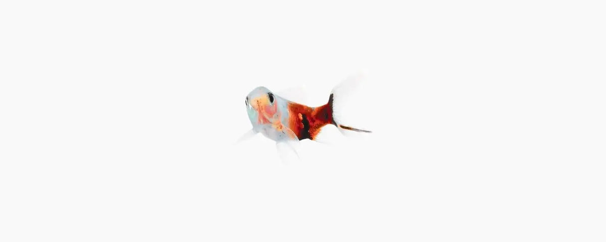 Shubunkin Goldfish 5cm - N8 Aquatics