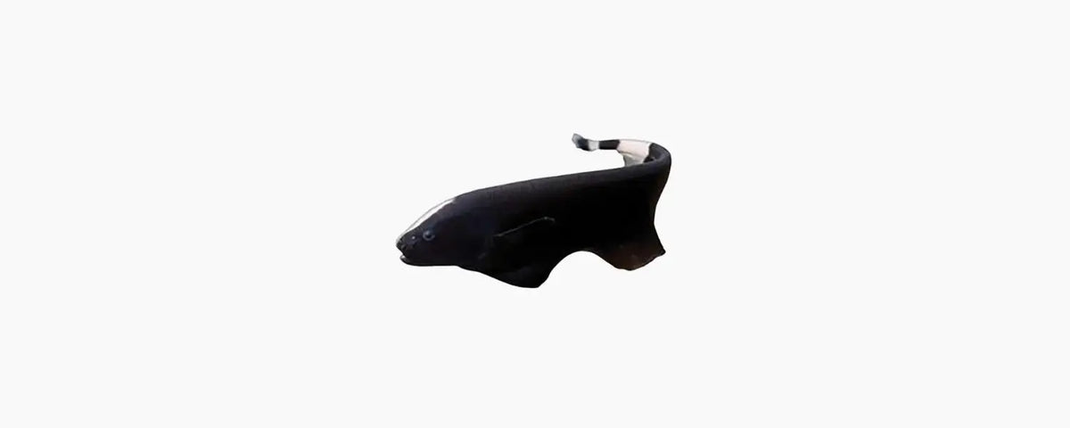 Black Ghost Knife Fish 7cm - N8 Aquatics