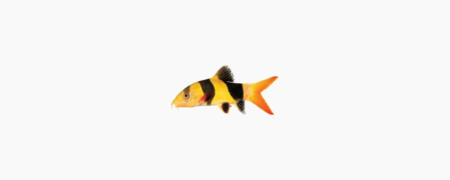 Clown Loach - N8 Aquatics