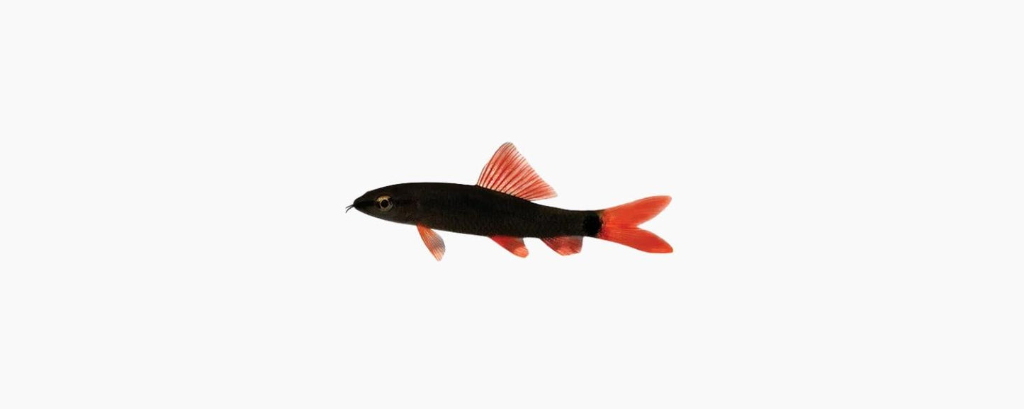 Rainbow Shark 7cm - N8 Aquatics