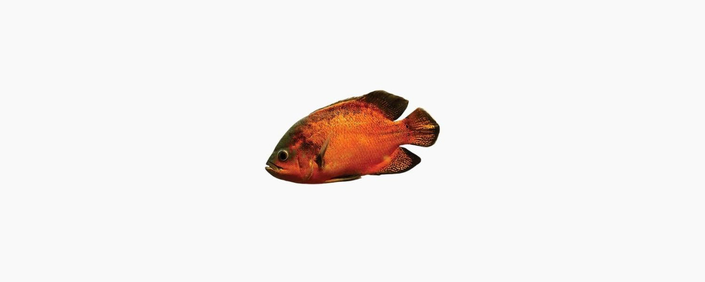 Tiger Oscar 7cm - N8 Aquatics