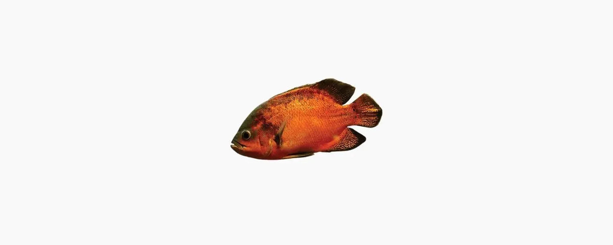 Tiger Oscar 7cm - N8 Aquatics