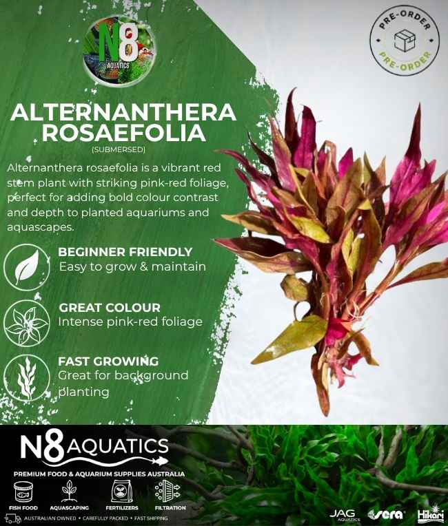 Alternanthera Rosaefolia (Submersed) N8 Aquatics