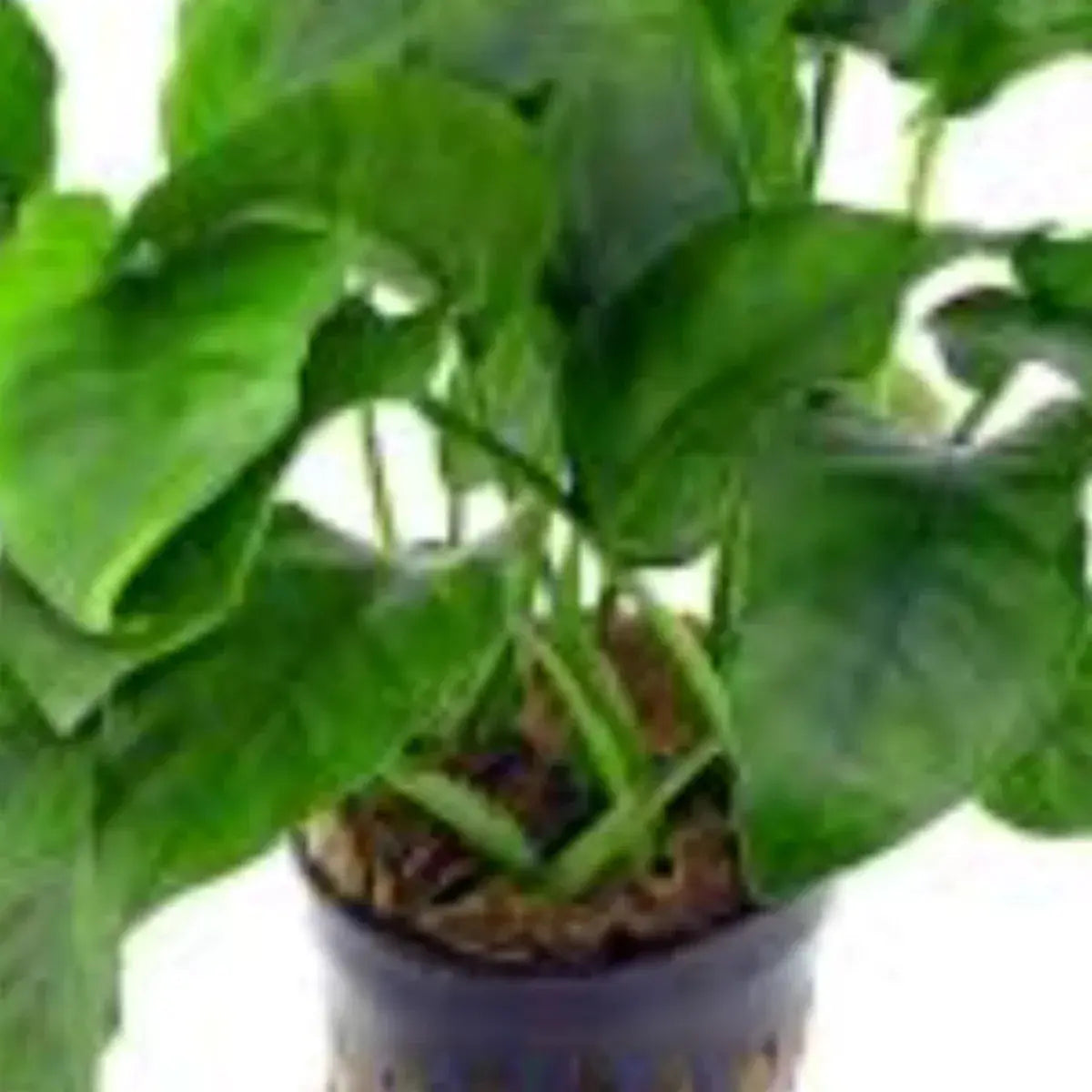 Anubias Medium (15 to 20cm) N8 Aquatics