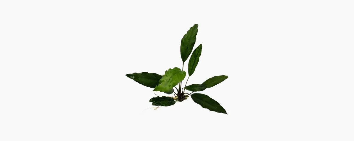 Anubias afzelii N8 Aquatics