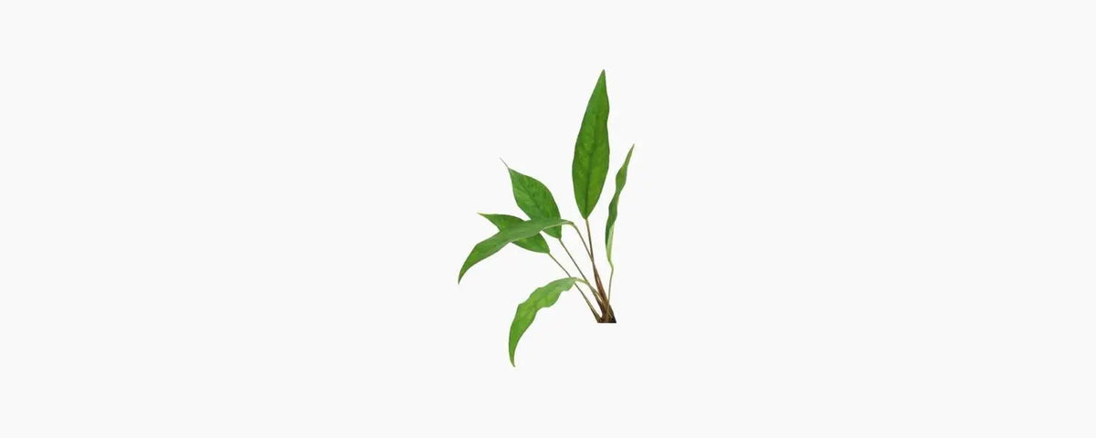 Anubias Hybrid N8 Aquatics