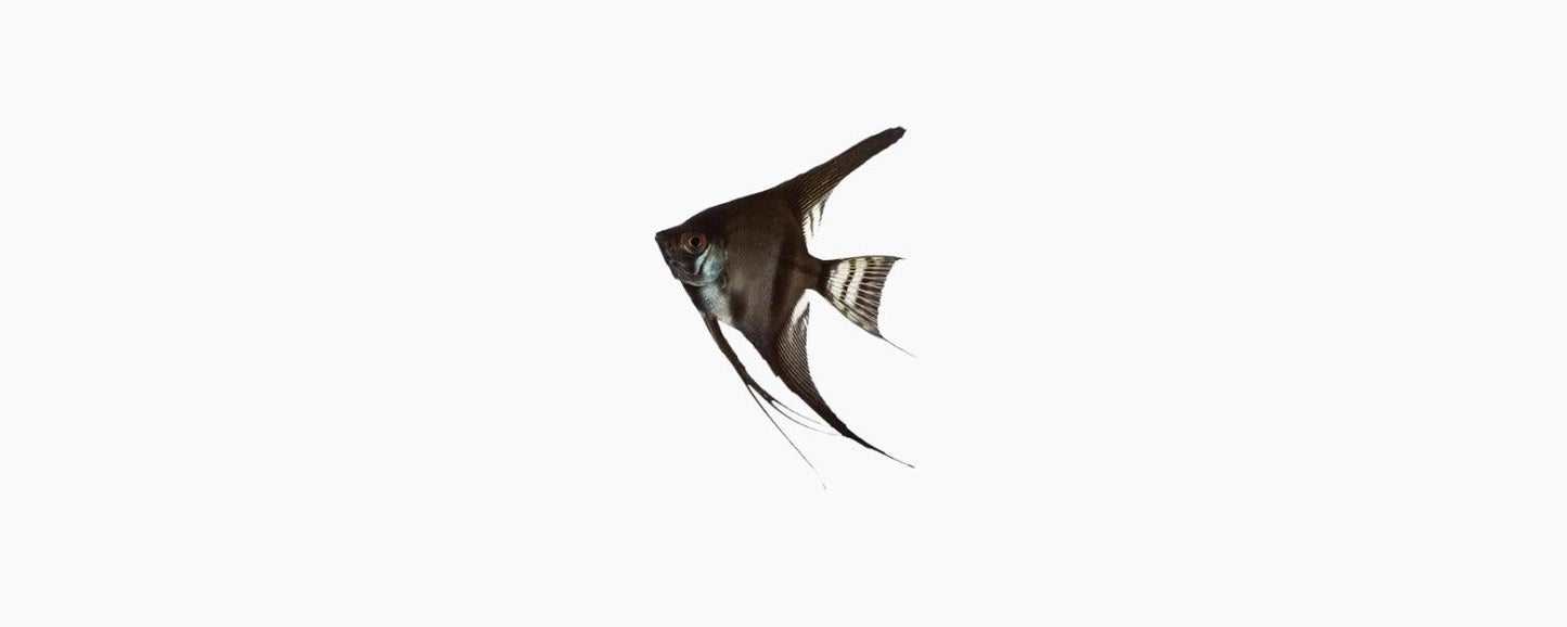 Black Angelfish - N8 Aquatics
