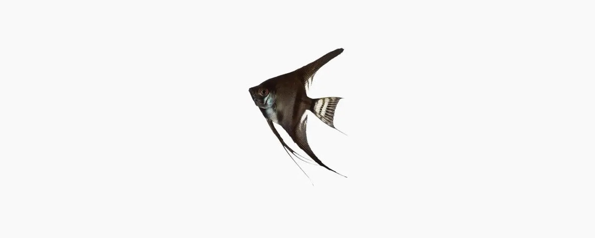 Black Angelfish - N8 Aquatics