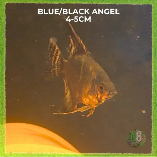 Black and Blue Angelfish (Pterophyllum scalare) live aquarium fish - N8 Aquatics