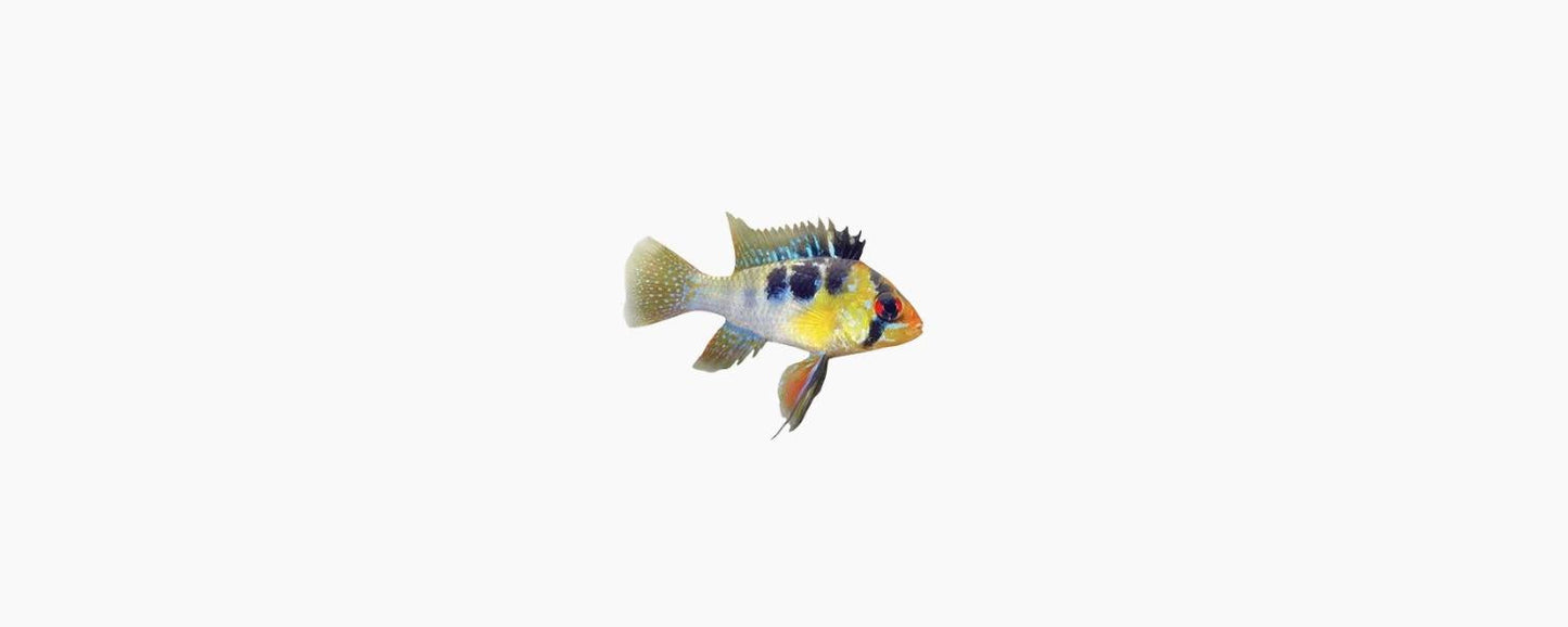 Bolivian Ram (Mikrogeophagus altispinosus) - N8 Aquatics