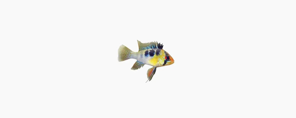 Bolivian Ram (Mikrogeophagus altispinosus) - N8 Aquatics