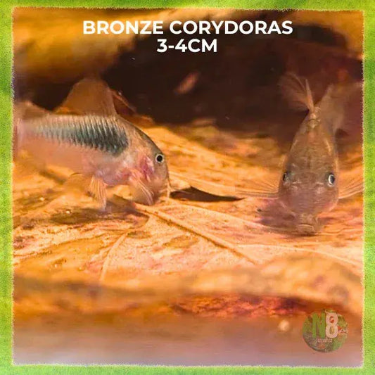 Bronze Corydoras (Corydoras aeneus) live aquarium fish - N8 Aquatics
