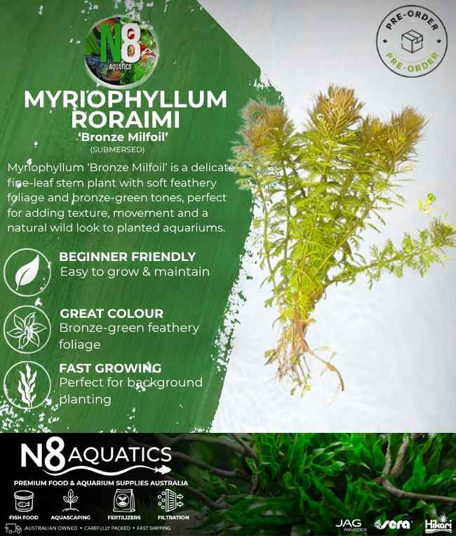 Myriophyllum Roraimi 'Bronze Milfoil' (Submersed) N8 Aquatics
