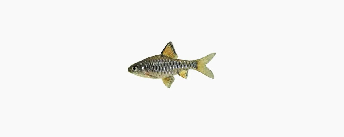 Checkered Barb - N8 Aquatics