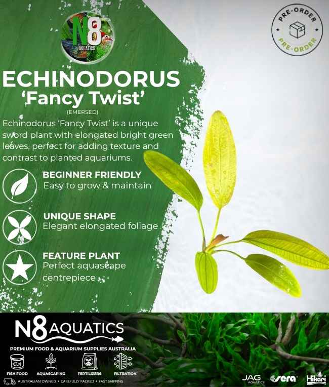 Echinodorus 'Fancy Twist' (Emersed) N8 Aquatics