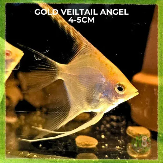Gold Veiltail Goldfish (Carassius auratus) live aquarium fish - N8 Aquatics