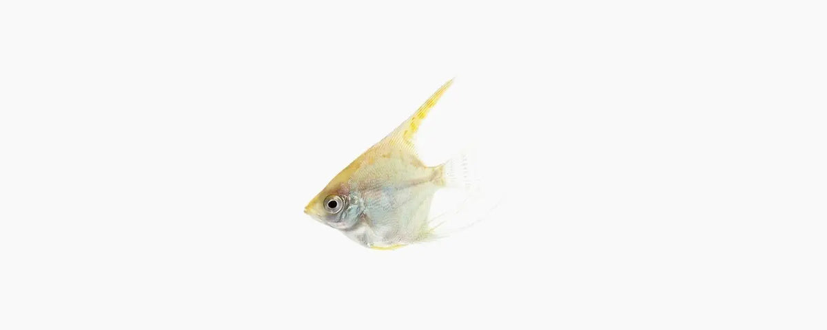 Golden Angelfish - N8 Aquatics