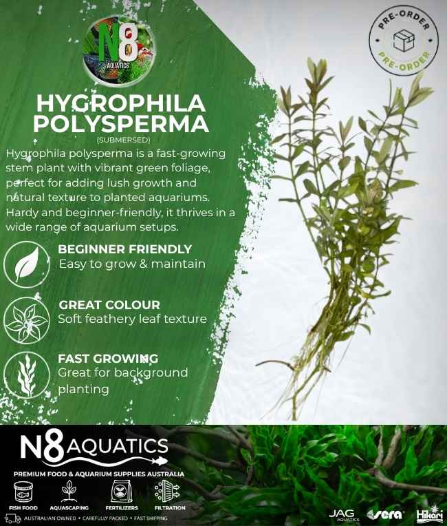 Hygrophila Polysperma (Submersed) N8 Aquatics