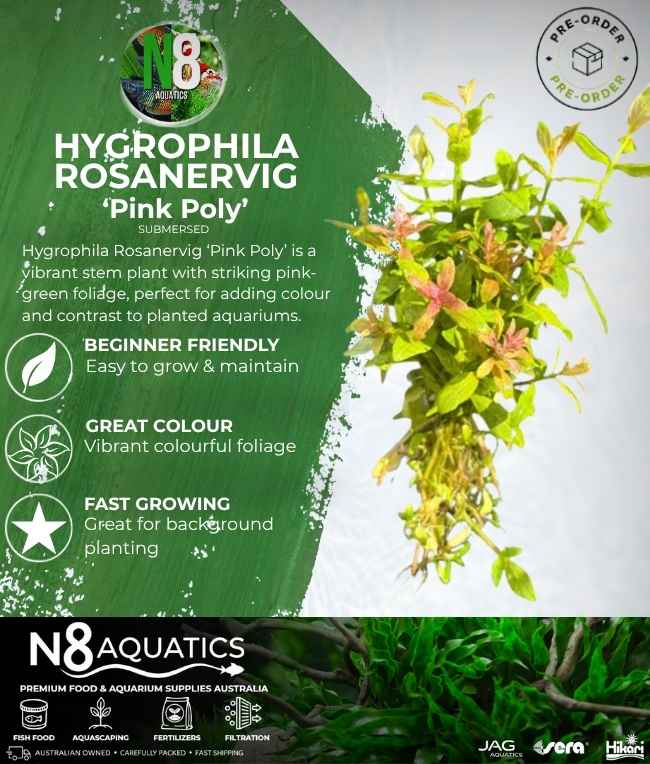 Hygrophila Rosanervig 'Pink Poly' (Submersed) N8 Aquatics