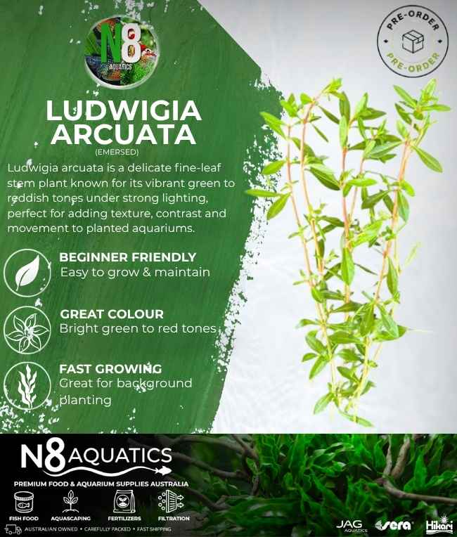 Ludwigia Arcuata (Emersed) N8 Aquatics