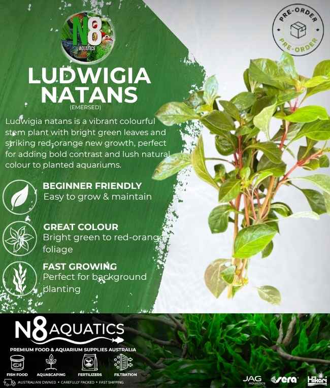 Ludwigia Natans (Emersed) N8 Aquatics