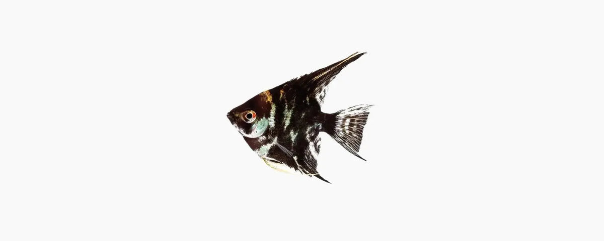 Marble Angelfish - N8 Aquatics
