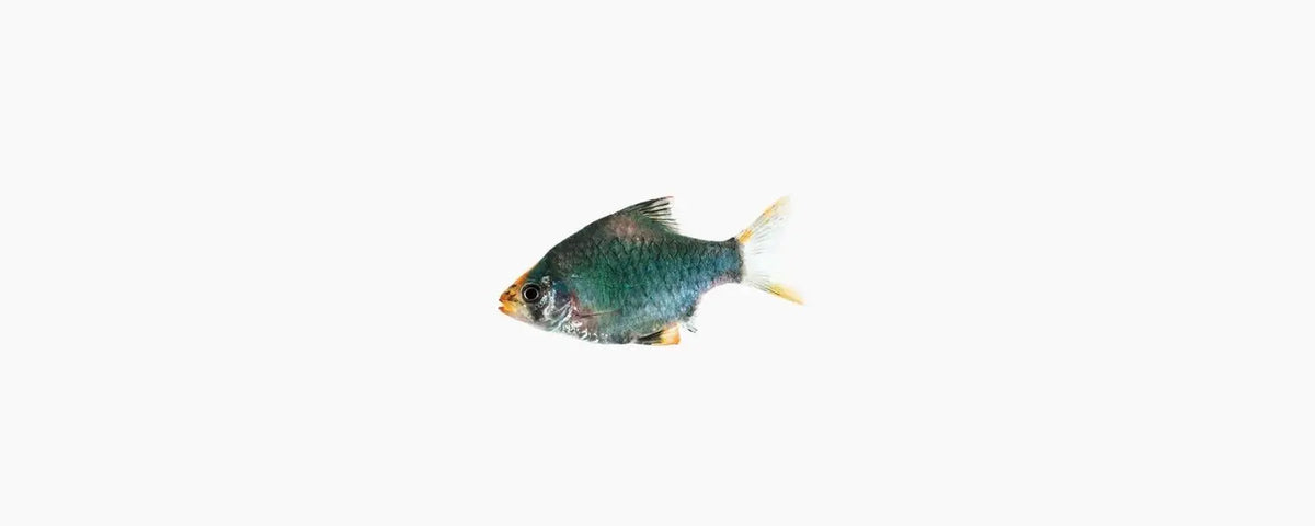 Moss Green Tiger Barb - N8 Aquatics