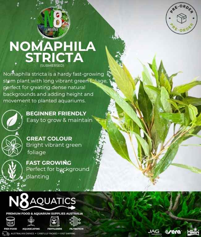 Nomaphila Stricta (Submersed) N8 Aquatics